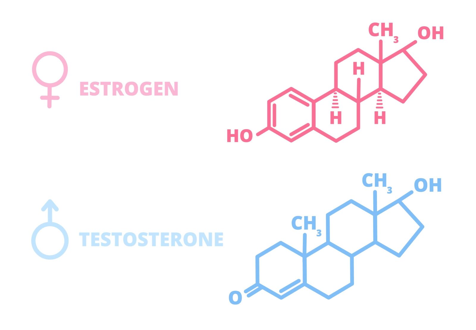 estructura química del estrógeno y la testosterona